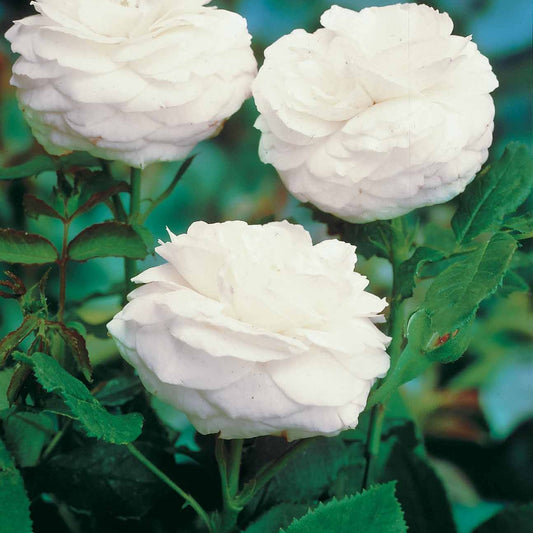 Rose Schneeball (Bourbon) - Rosa boule de neige - Pflanzensorten