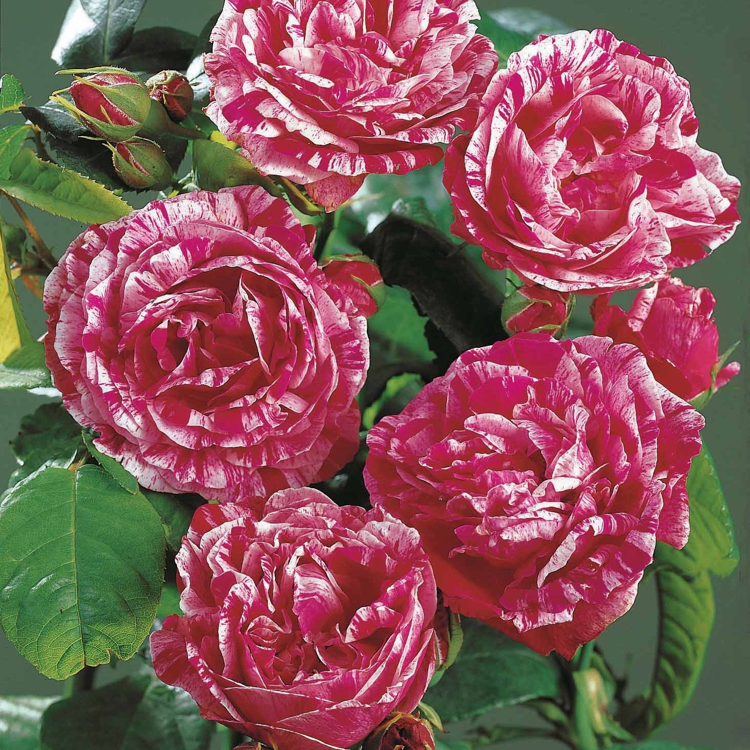 Historische Rose Ferdinand Pichard (Bourbon) - Rosa Ferdinand Pichard - Gartenpflanzen