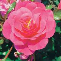 Bodendeckerrosen Mirato ® (x3) - Rosa Mirato ® - Gartenpflanzen