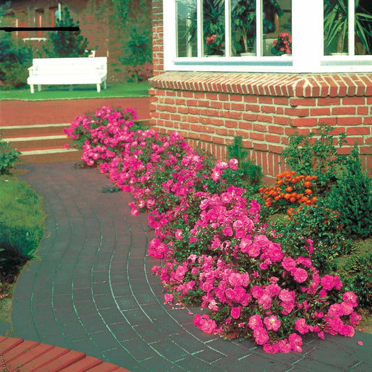 Bodendeckerrosen Mirato ® - Bakker