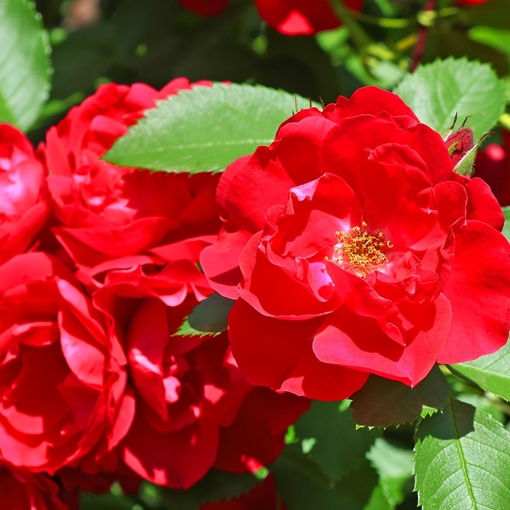 Rote Büschelrose - Rosa polyantha - Gartenpflanzen