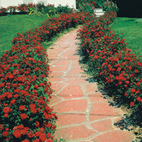 Rote Büschelrose - Rosa polyantha - Pflanzensorten