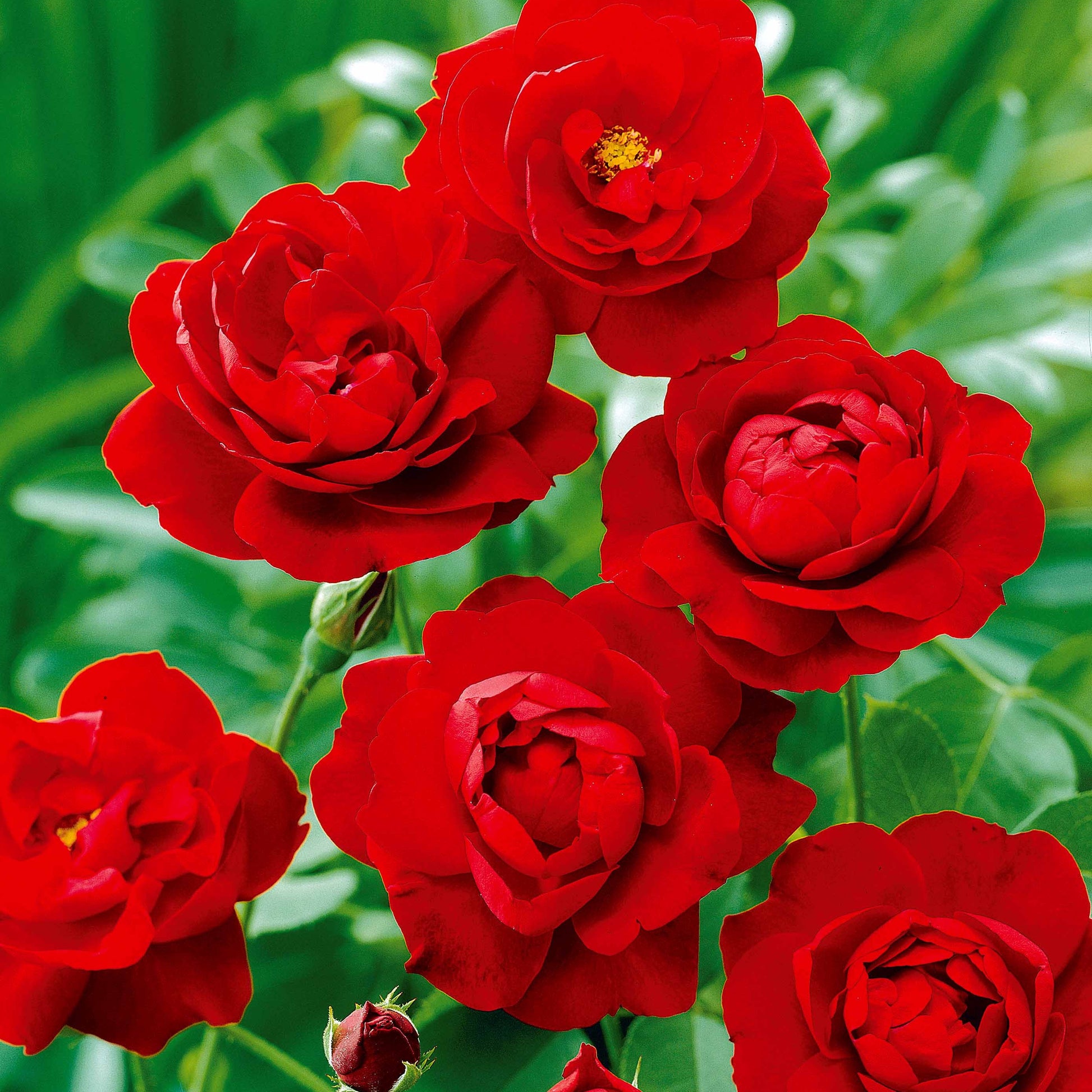 Rote Büschelrose - Rosa polyantha