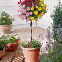 Dreifarbige Mini-Rose auf Stamm - Rosa (m) - Gartenpflanzen