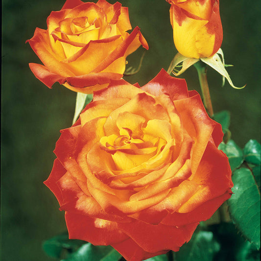 Zweifarbige Strauchrose - Rosa - Rosen