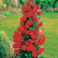 Strauchrose Shalom ® - Rosa Shalom - Gartenpflanzen