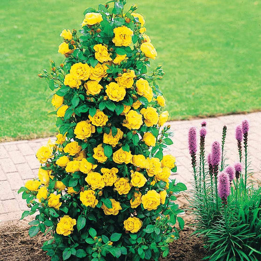 Strauchrose China Town - Bakker