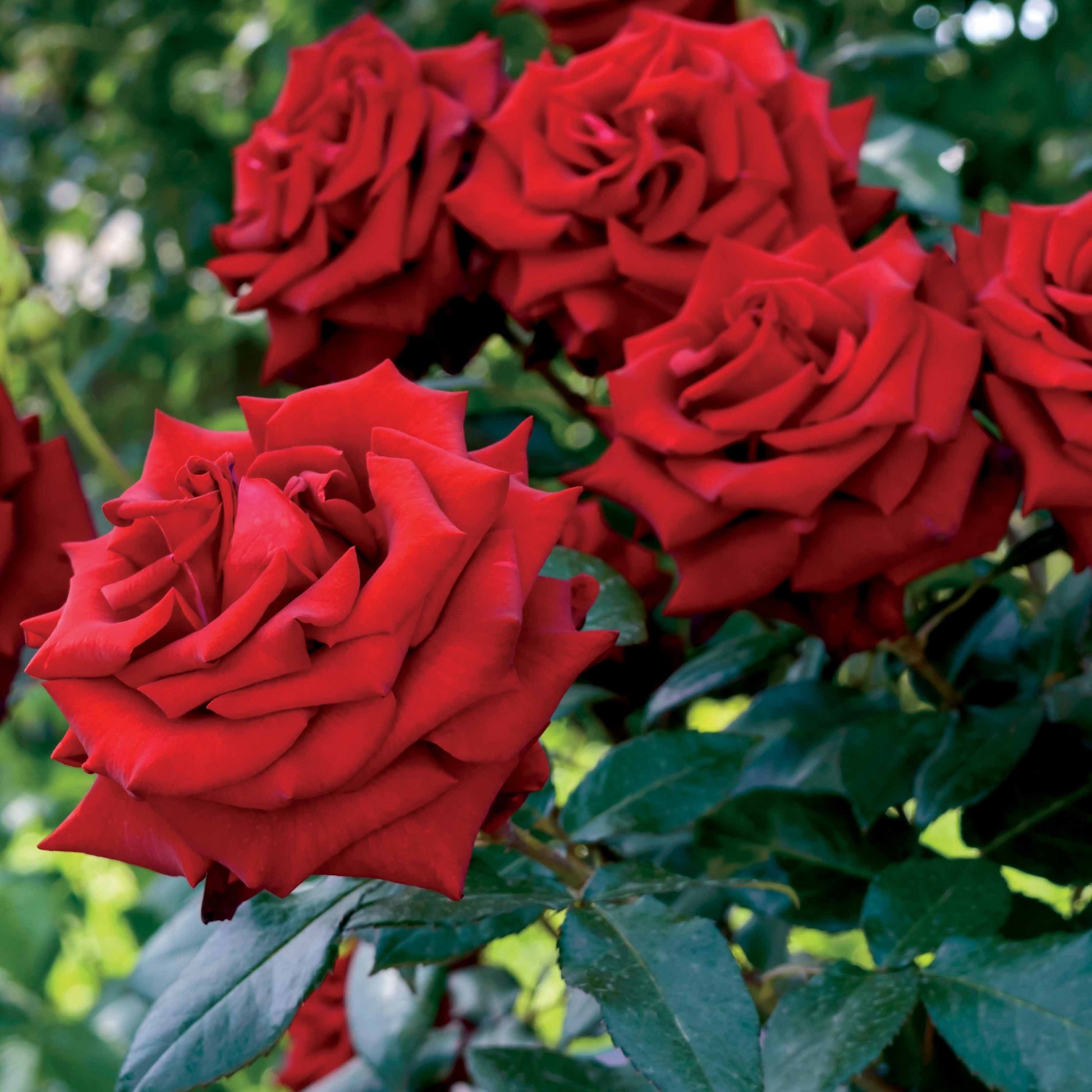 Leuchtend rote Strauchrose - Rosa - Gartenpflanzen