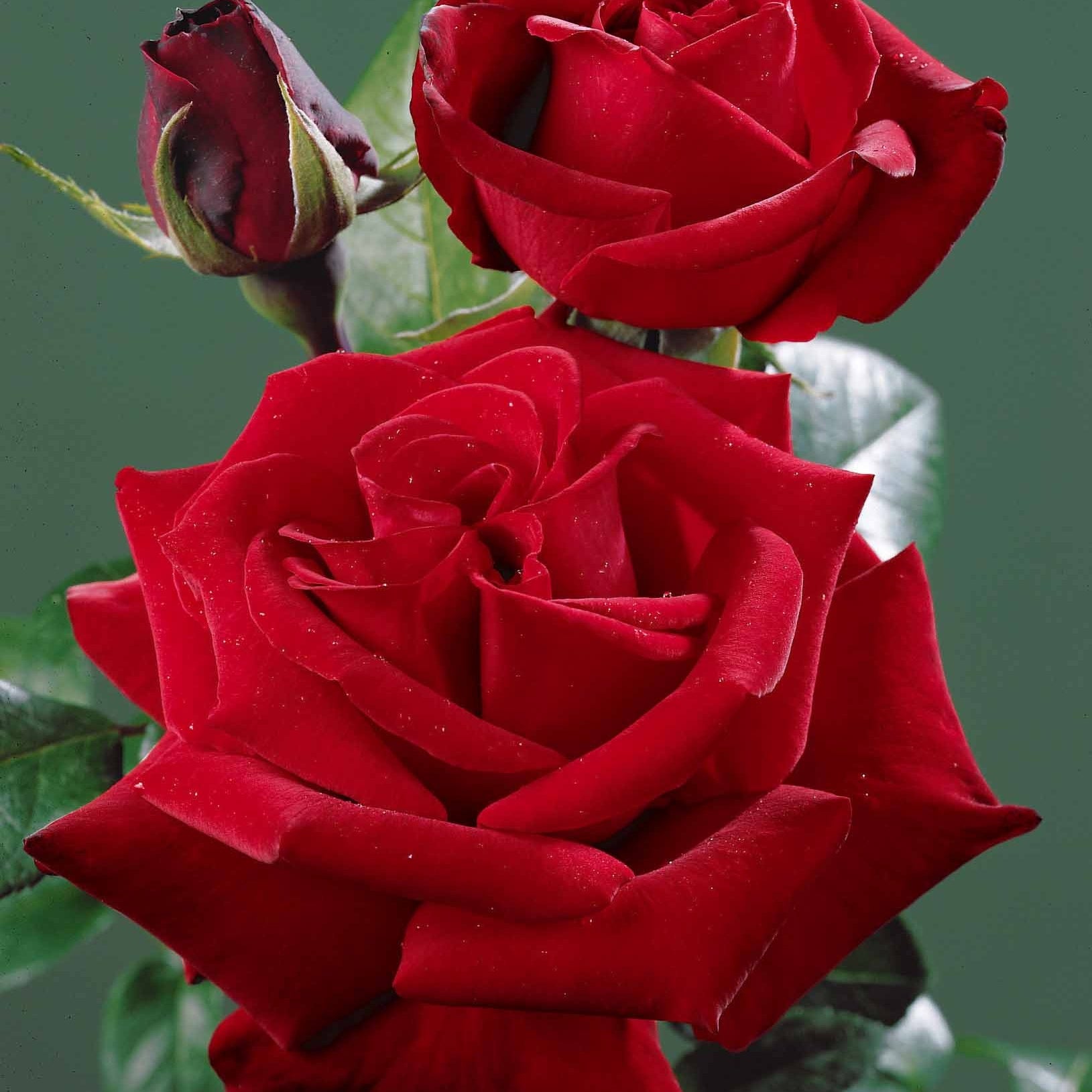 Leuchtend rote Strauchrose - Rosa - Pflanzensorten