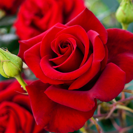 Leuchtend rote Strauchrose - Bakker