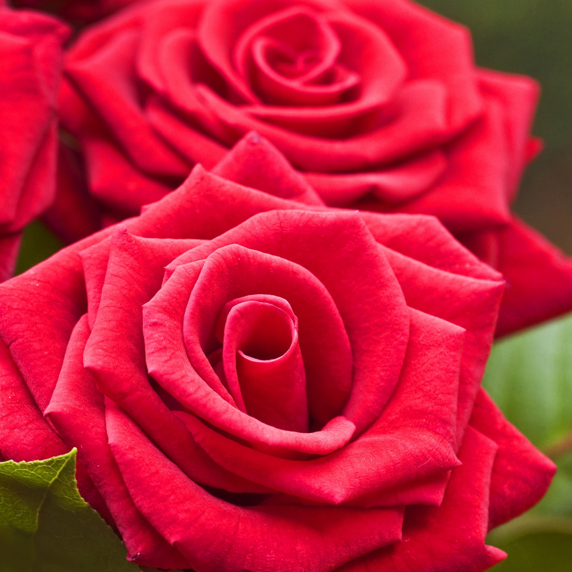 Leuchtend rote Strauchrose - Rosa