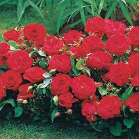 Beetrose Randilla rot (x3) - Rosa randilla - Gartenpflanzen