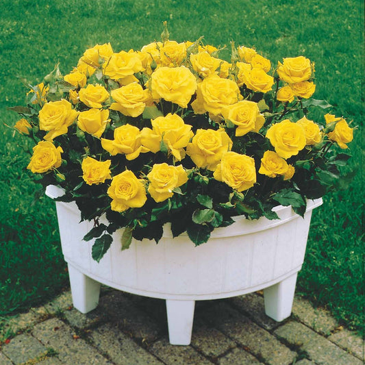 Mini-Rose Randilla gelb (x3) - Rosa randilla