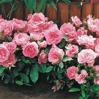 Mini-Rose Randilla rosa (x3) - Rosa randilla - Gartenpflanzen