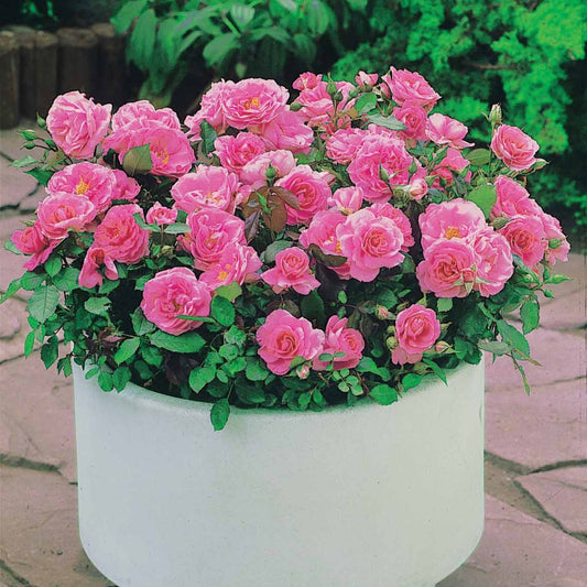 Mini-Rose Randilla rosa (x3) - Bakker