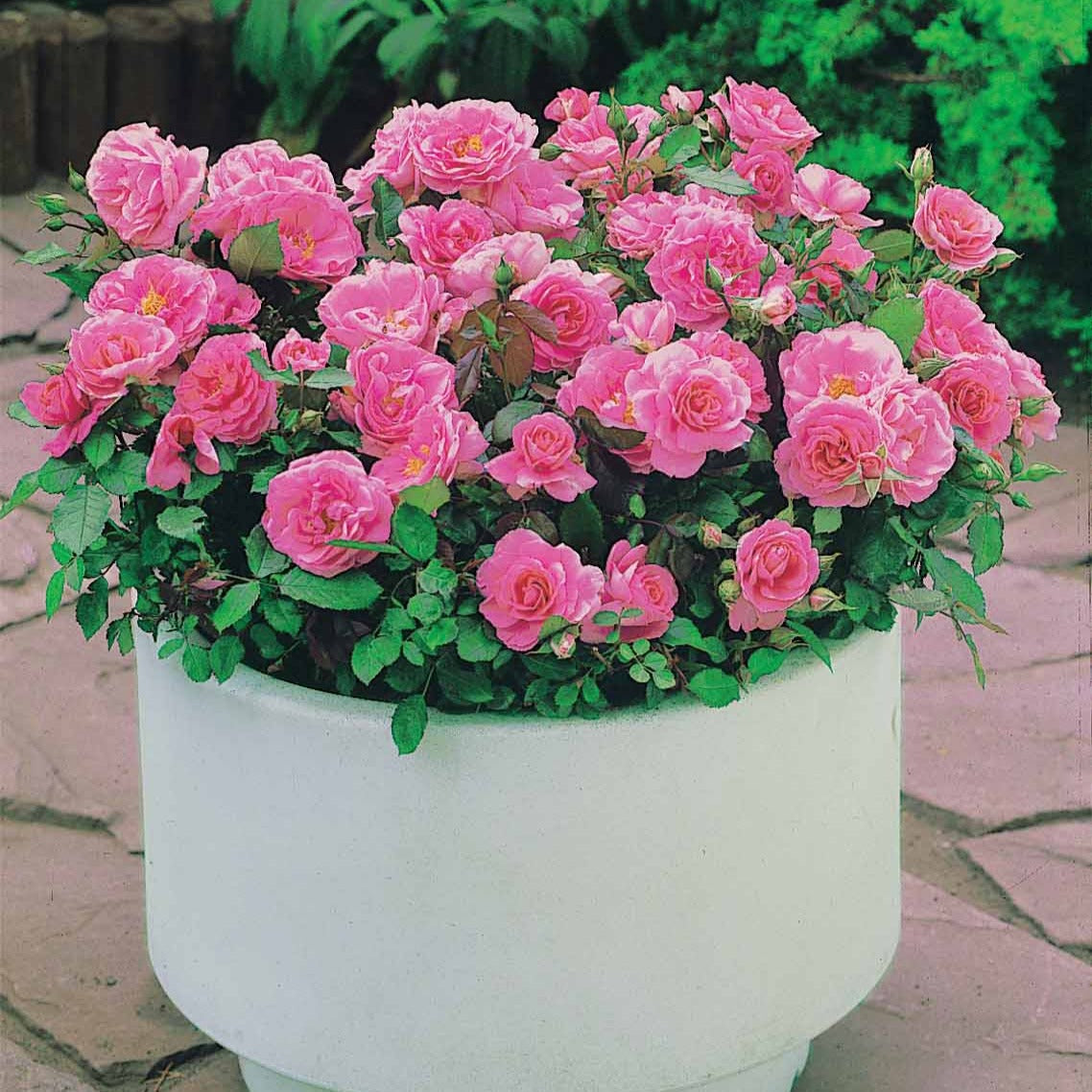 Bodendeckerrosen - Randilla-Mini-Rosen: rot + gelb + rosa (x3) - Rosa randilla