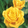 Rose Hadangel - Rosa hadangel - Gartenpflanzen