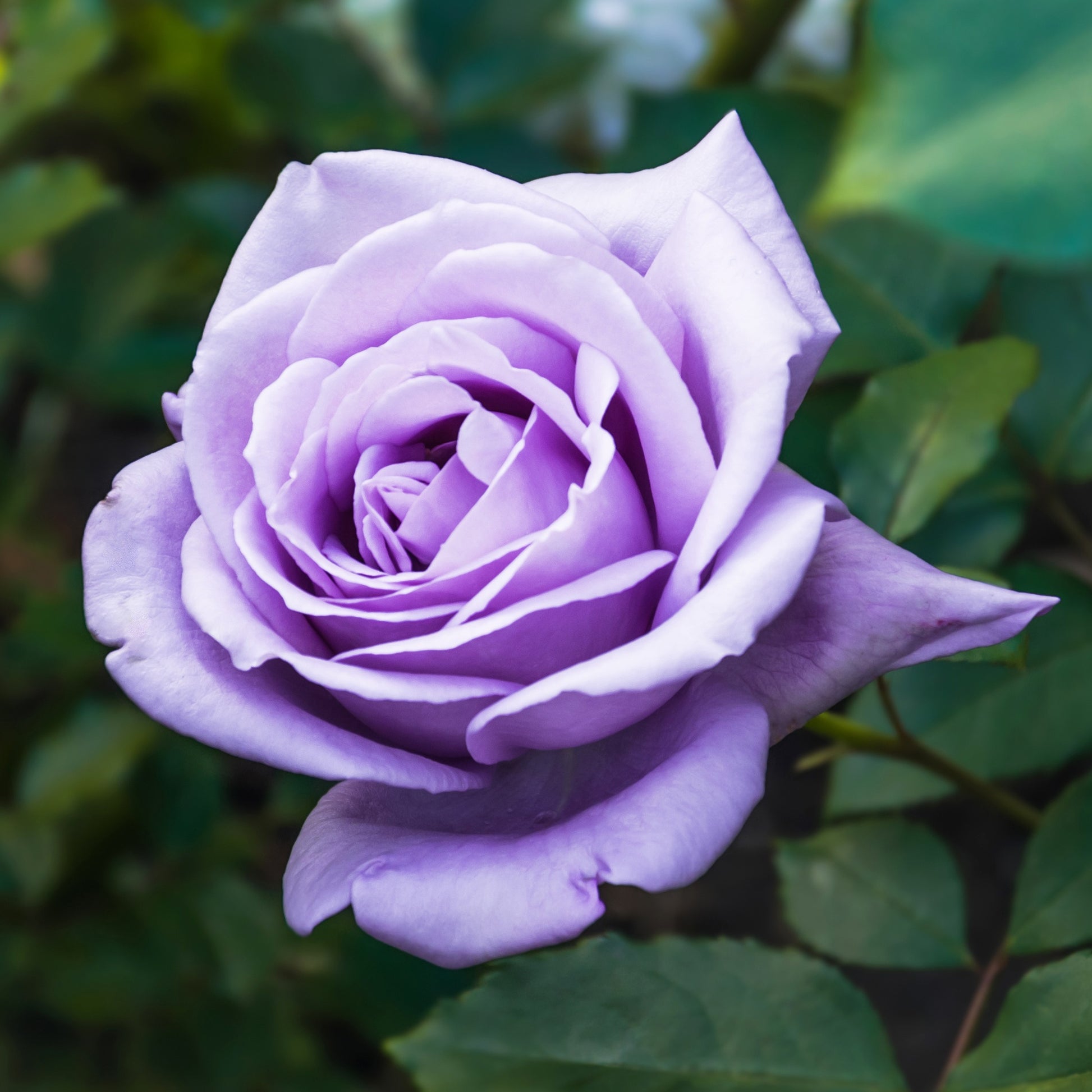 Lila Strauchrose - Rosa - Pflanzensorten