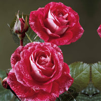 Kollektion Edelrosen ( Famosa +  Whisky +  Double Delight) (x3) - Rosa 'famosa', 'whisky', 'double delight' - Rosen