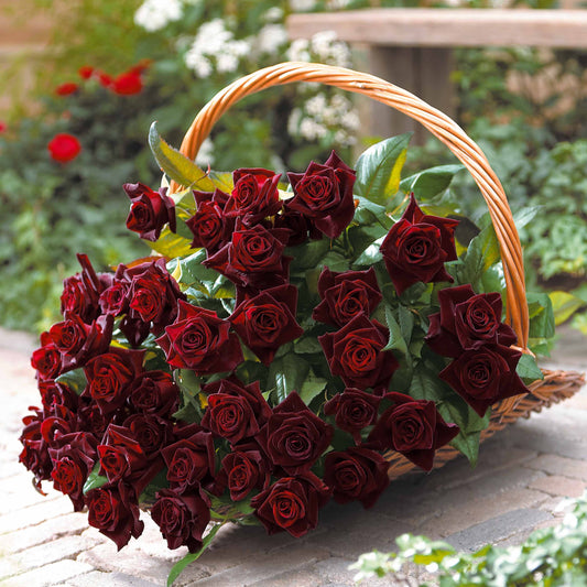 Strauchrose Black Baccara ® Meidebenne - Bakker