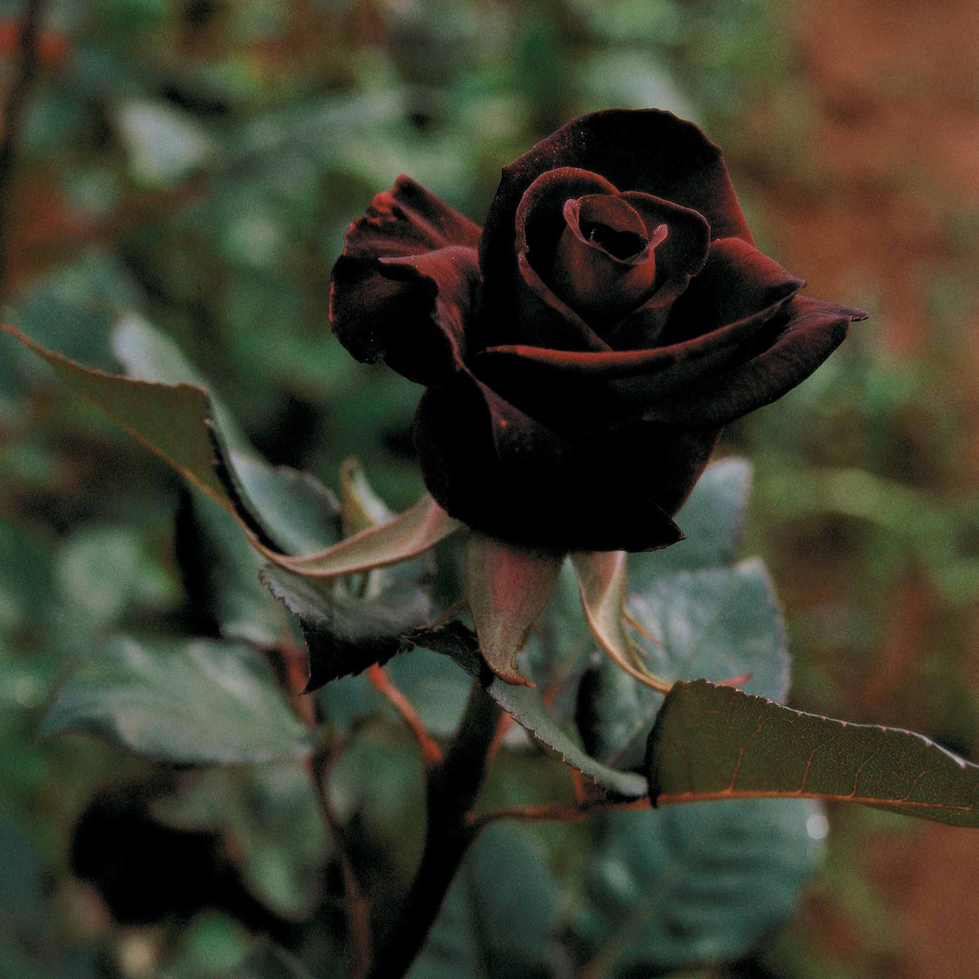 Strauchrose Black Baccara ® Meidebenne - Rosa Black Baccara ® - Rosen
