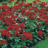 Beetrose Lilli Marleen - Rosa polyantha lilli marleen - Gartenpflanzen