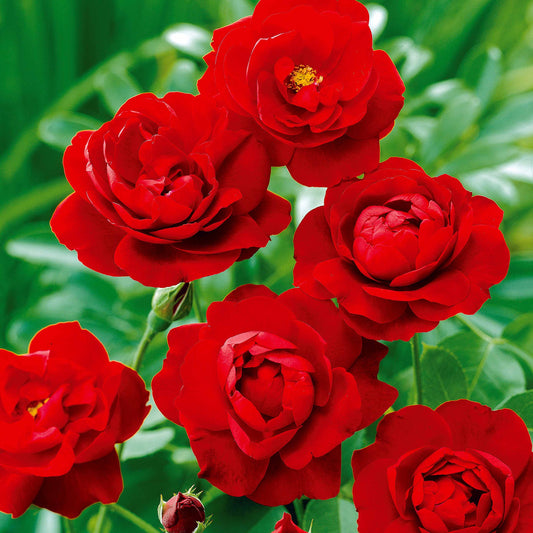 Beetrose Lilli Marleen - Rosa polyantha lilli marleen - Pflanzensorten