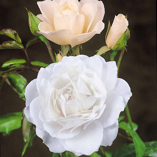 Strauchrose Korbin - Bakker