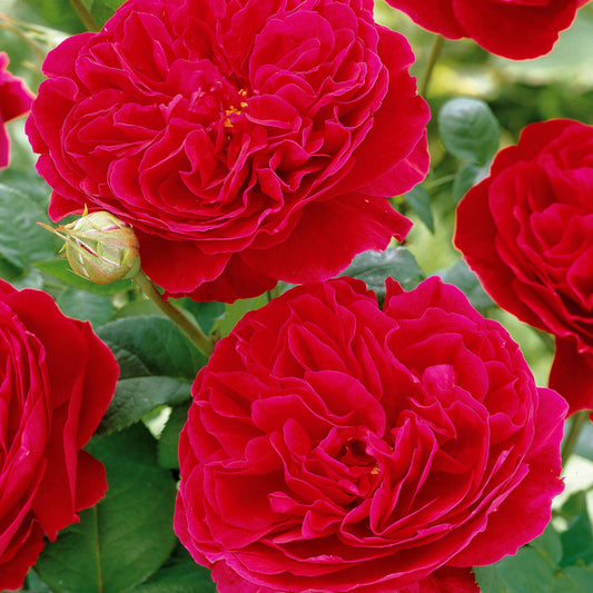 Floribunda-Rose Red Leonardo da Vinci ® Meiangele - Rosa floribunda Red Leonardo Da Vinci ® Meiangele - Pflanzensorten