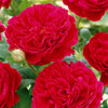 Floribunda-Rose Red Leonardo da Vinci ® Meiangele - Bakker