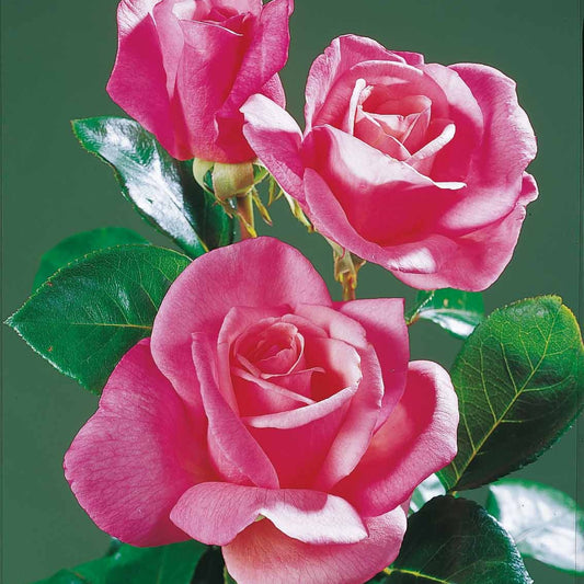 Rose Pink Perfume - Rosa pink perfume - Gartenpflanzen