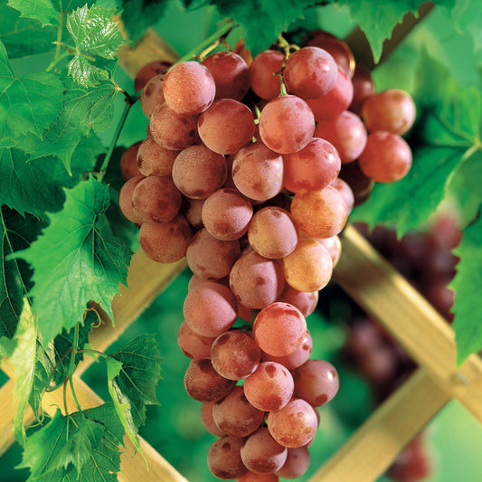 Rebe Chasselas rose - Bakker