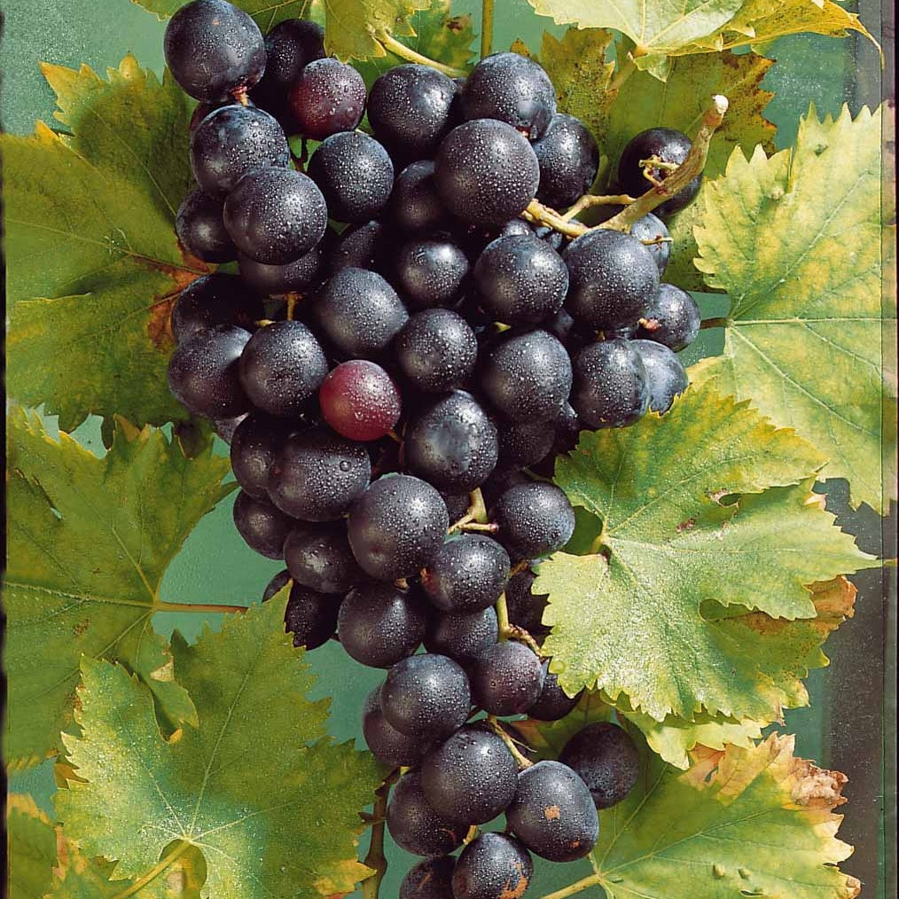 Rebe Muscat de Hambourg - Vitis vinifera muscat de hambourg - Obst