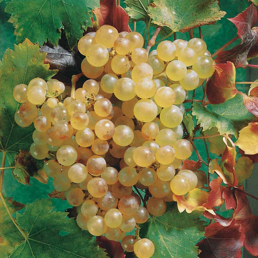Rebe Chasselas de Fontainebleau - Vitis vinifera chasselas de fontainebleau - Obst