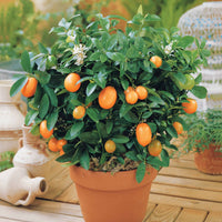 Kumquat - Fortunella margarita - Obst