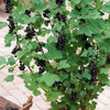 Schwarze Johannisbeere Andega - Ribes nigrum 'andega'