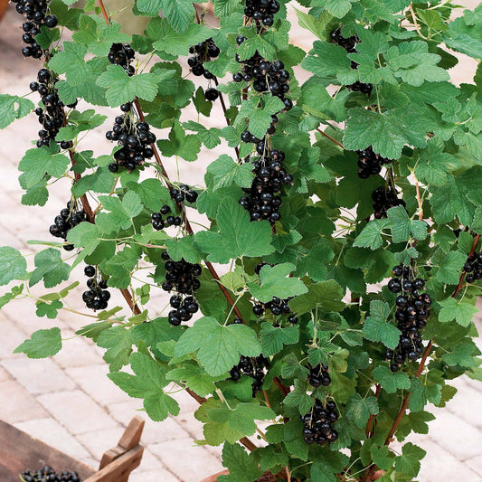 Schwarze Johannisbeere Andega - Bakker
