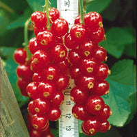 Rote Johannisbeere Rovada - Ribes rubrum rovada