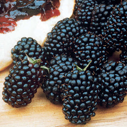 Brombeere Dirksen - Bakker