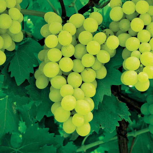 Weinrebe Exalta - Vitis vinifera exalta - Obst