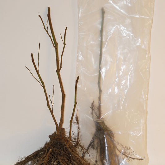 Englische Weiße Stachelbeere (x2) - Ribes uva-crispa anglaise blanche