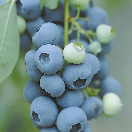 Heidelbeere Vitaminos - Vaccinium corymbosum vitaminos