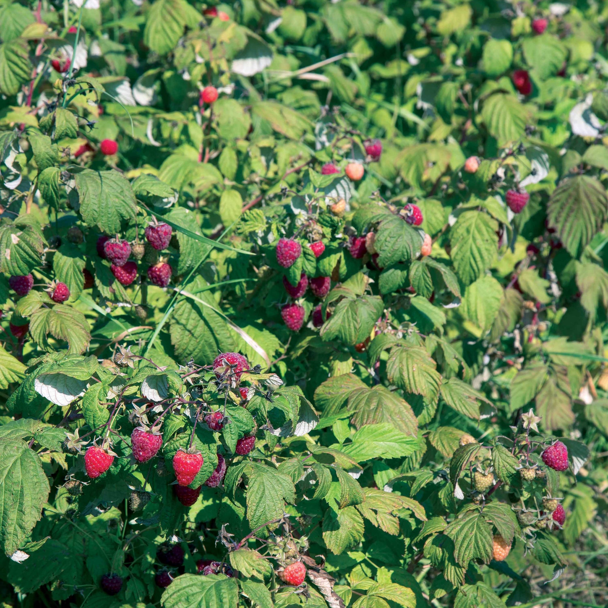Remontant Himbeere Heritage - Rubus idaeus Heritage - Himbeere