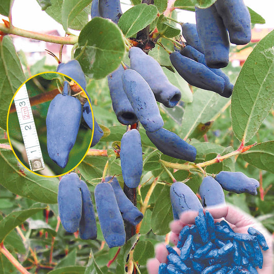 Maibeere - Lonicera kamtschatica - Obst