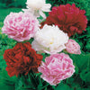 Duftende Pfingstrosen (1 rot + 1 rosa + 1 weiß) (x3) - Paeonia lactiflora - Sträucher und Stauden