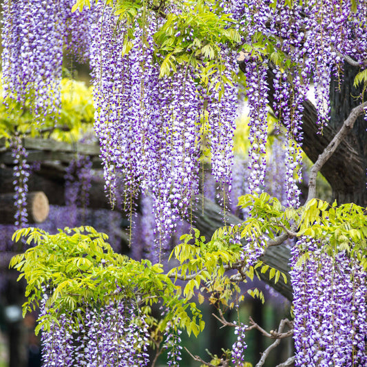 Chinesischer Blauregen Amethyst Falls - Wisteria frutescens amethyst falls - Gartenpflanzen
