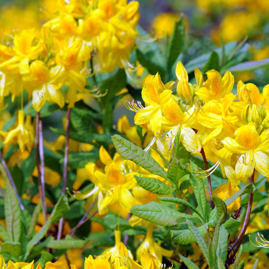 Mollis Azalee gelb - Bakker