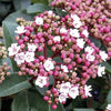 Lorbeerschneeball Spirit - Viburnum tinus spirit - Sträucher