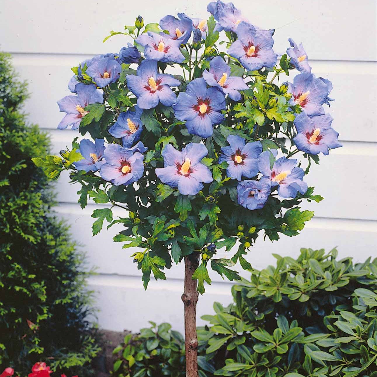 Hibiskus-Stämmchen blau - Hibiscus syriacus - Gartenpflanzen