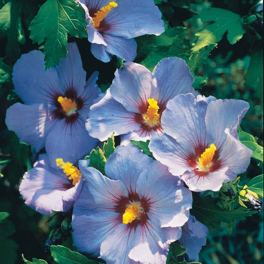 Hibiskus-Stämmchen blau - Hibiscus syriacus - Sträucher und Stauden